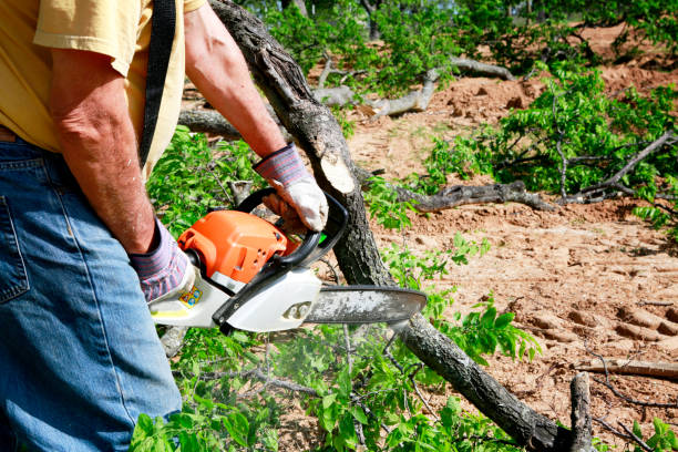 Trusted Harwich Center, MA  Tree Services Experts